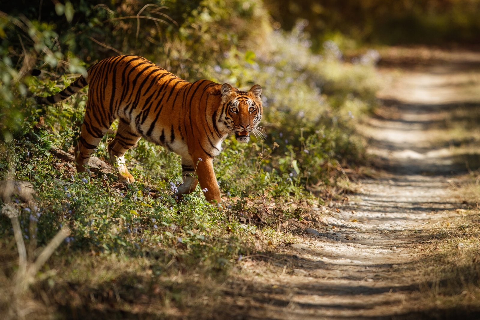Jim Corbett